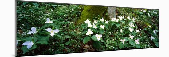 Trillium Wildflowers on Plants, Chimney Tops, Great Smoky Mountains National Park, Gatlinburg-null-Mounted Photographic Print