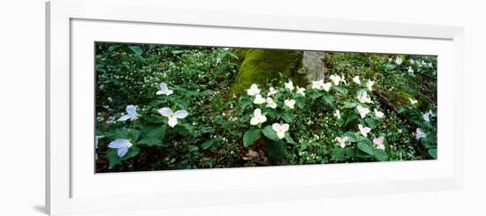 Trillium Wildflowers on Plants, Chimney Tops, Great Smoky Mountains National Park, Gatlinburg-null-Framed Photographic Print