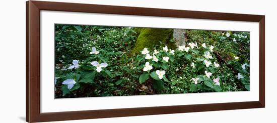 Trillium Wildflowers on Plants, Chimney Tops, Great Smoky Mountains National Park, Gatlinburg-null-Framed Photographic Print