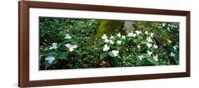 Trillium Wildflowers on Plants, Chimney Tops, Great Smoky Mountains National Park, Gatlinburg-null-Framed Photographic Print