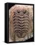 Trilobite Fossil-Sinclair Stammers-Framed Stretched Canvas