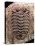 Trilobite Fossil-Sinclair Stammers-Stretched Canvas