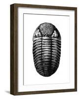 Trilobite Fossil-Science Source-Framed Giclee Print