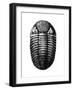 Trilobite Fossil-Science Source-Framed Giclee Print