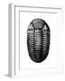 Trilobite Fossil-Science Source-Framed Giclee Print