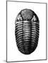 Trilobite Fossil-Science Source-Mounted Giclee Print