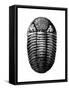 Trilobite Fossil-Science Source-Framed Stretched Canvas