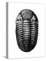 Trilobite Fossil-Science Source-Stretched Canvas