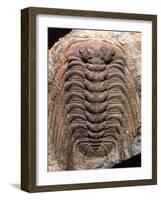 Trilobite Fossil-Sinclair Stammers-Framed Photographic Print