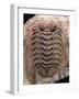 Trilobite Fossil-Sinclair Stammers-Framed Photographic Print