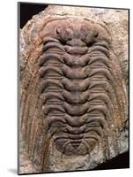 Trilobite Fossil-Sinclair Stammers-Mounted Photographic Print