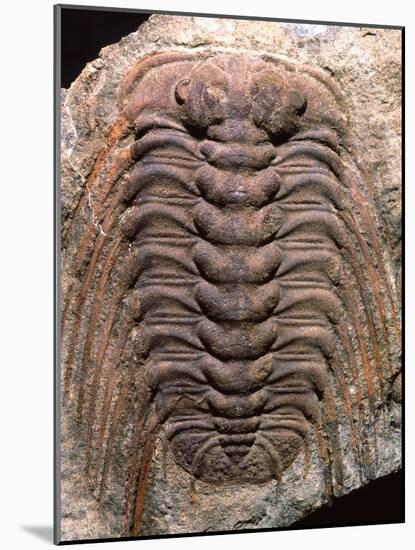 Trilobite Fossil-Sinclair Stammers-Mounted Photographic Print