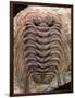 Trilobite Fossil-Sinclair Stammers-Framed Photographic Print