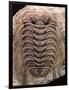 Trilobite Fossil-Sinclair Stammers-Framed Photographic Print
