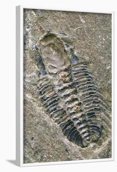 Trilobite Fossil-Alan Sirulnikoff-Framed Photographic Print