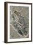 Trilobite Fossil-Alan Sirulnikoff-Framed Photographic Print