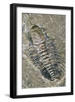 Trilobite Fossil-Alan Sirulnikoff-Framed Photographic Print