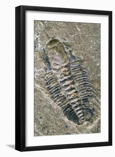 Trilobite Fossil-Alan Sirulnikoff-Framed Photographic Print