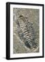Trilobite Fossil-Alan Sirulnikoff-Framed Photographic Print