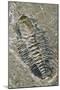 Trilobite Fossil-Alan Sirulnikoff-Mounted Photographic Print