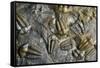 Trilobite Fossils-Sinclair Stammers-Framed Stretched Canvas