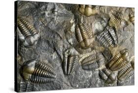 Trilobite Fossils-Sinclair Stammers-Stretched Canvas