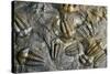 Trilobite Fossils-Sinclair Stammers-Stretched Canvas