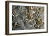 Trilobite Fossils-Sinclair Stammers-Framed Photographic Print