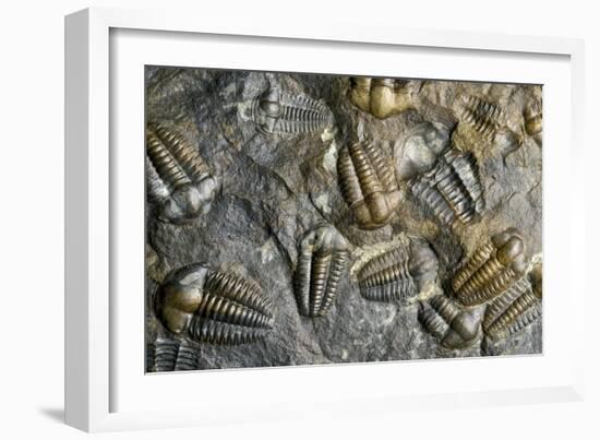 Trilobite Fossils-Sinclair Stammers-Framed Photographic Print