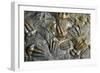 Trilobite Fossils-Sinclair Stammers-Framed Photographic Print