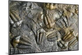 Trilobite Fossils-Sinclair Stammers-Mounted Photographic Print