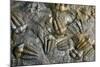 Trilobite Fossils-Sinclair Stammers-Mounted Photographic Print