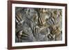 Trilobite Fossils-Sinclair Stammers-Framed Photographic Print