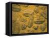 Trilobites (Platypectoides), Fossils from the Ordovician, Dades Valley, Morocco-Tony Waltham-Framed Stretched Canvas