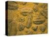 Trilobites (Platypectoides), Fossils from the Ordovician, Dades Valley, Morocco-Tony Waltham-Stretched Canvas