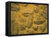 Trilobites (Platypectoides), Fossils from the Ordovician, Dades Valley, Morocco-Tony Waltham-Framed Stretched Canvas