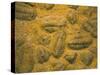 Trilobites (Platypectoides), Fossils from the Ordovician, Dades Valley, Morocco-Tony Waltham-Stretched Canvas