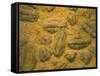 Trilobites (Platypectoides), Fossils from the Ordovician, Dades Valley, Morocco-Tony Waltham-Framed Stretched Canvas