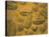 Trilobites (Platypectoides), Fossils from the Ordovician, Dades Valley, Morocco-Tony Waltham-Stretched Canvas