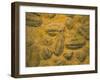 Trilobites (Platypectoides), Fossils from the Ordovician, Dades Valley, Morocco-Tony Waltham-Framed Premium Photographic Print