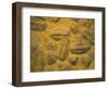 Trilobites (Platypectoides), Fossils from the Ordovician, Dades Valley, Morocco-Tony Waltham-Framed Photographic Print