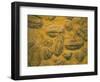 Trilobites (Platypectoides), Fossils from the Ordovician, Dades Valley, Morocco-Tony Waltham-Framed Photographic Print