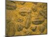 Trilobites (Platypectoides), Fossils from the Ordovician, Dades Valley, Morocco-Tony Waltham-Mounted Photographic Print