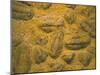 Trilobites (Platypectoides), Fossils from the Ordovician, Dades Valley, Morocco-Tony Waltham-Mounted Photographic Print