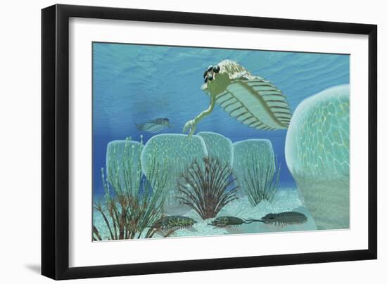 Trilobites Try to Hide from Predator Opabinia-Stocktrek Images-Framed Art Print