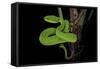 Trimeresurus Albolabris (White-Lipped Tree Viper)-Paul Starosta-Framed Stretched Canvas