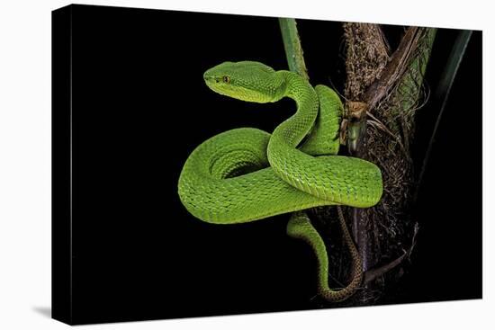 Trimeresurus Albolabris (White-Lipped Tree Viper)-Paul Starosta-Stretched Canvas