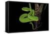 Trimeresurus Albolabris (White-Lipped Tree Viper)-Paul Starosta-Framed Stretched Canvas