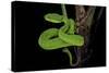 Trimeresurus Albolabris (White-Lipped Tree Viper)-Paul Starosta-Stretched Canvas