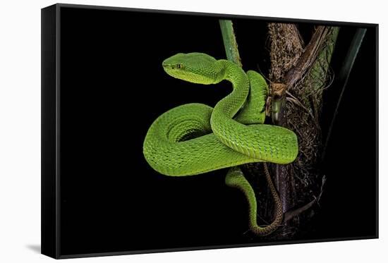 Trimeresurus Albolabris (White-Lipped Tree Viper)-Paul Starosta-Framed Stretched Canvas